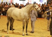 W ENTREGA MATER, DE Y. MATER CHRISTI, CAMPEONA DEL MUNDO SICAB 2015 (Copiar)